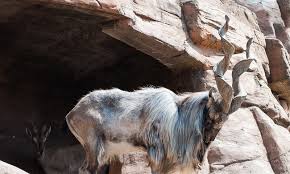Deosei Plateau   Tour
 view from base camp